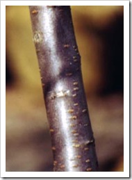 bark