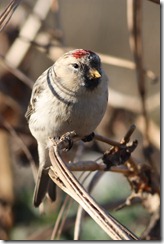 Arctic Redpoll