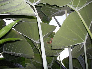 Elephant ears