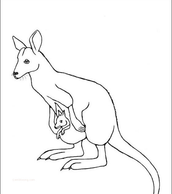 Coloring Pages Kangaroo Coloring Page