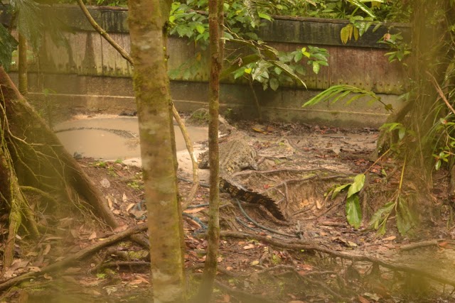 ~flora fauna borneo~