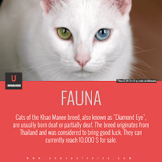 Fauna: Cats of the Khao Manee breed, also known as "Diamond Eye", are usually born deaf or partially deaf. The breed originates from Thailand and was considered to bring good luck. They can currently reach 10,000 $ for sale