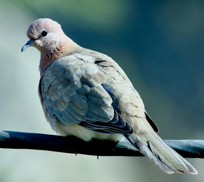 Laughing Dove