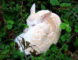 Mistery Dunia 10 Hewan Albino Paling Langka dan Menakjubkan Sejagad Kisah Terlengkap