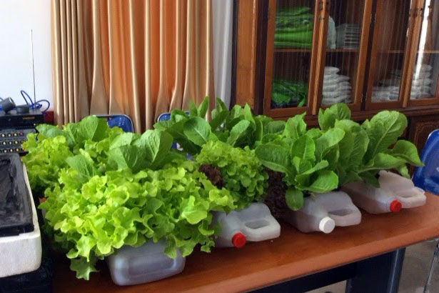 Cara Bertanam Hidroponik  Sayuran Sederhana di Rumah 
