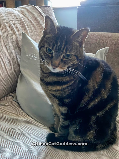 tabby cat on sofa