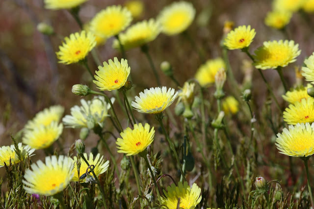 Desert Dandelion