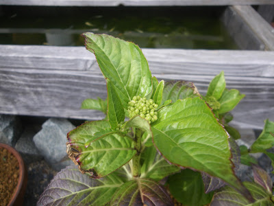 選択した画像 紫陽花 つぼみ 枯れる 106737