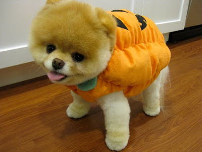 Meet Boo the Cutest Pomeranian Dog Seen On  www.coolpicturegallery.us