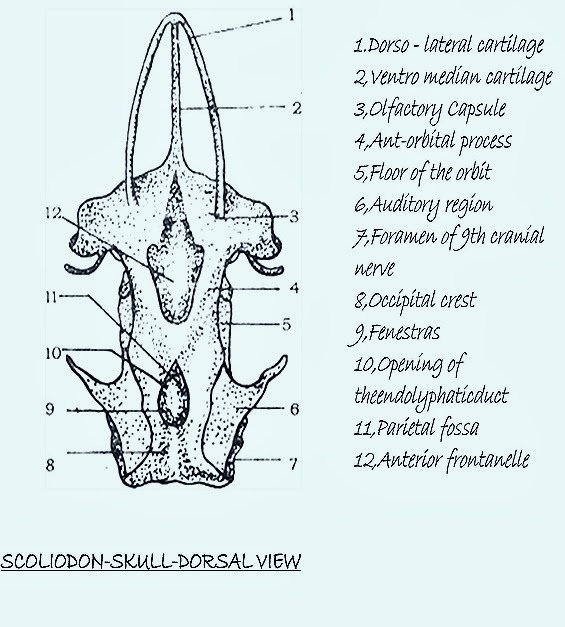Skull-fish-scoliodon-dorsal