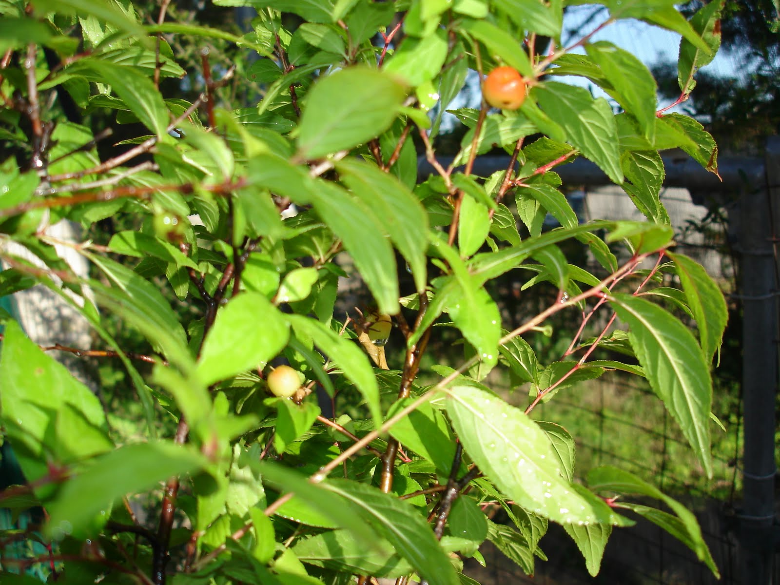 Garden Watering Systems