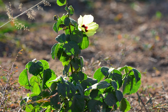 Hibiscus calyphyllus