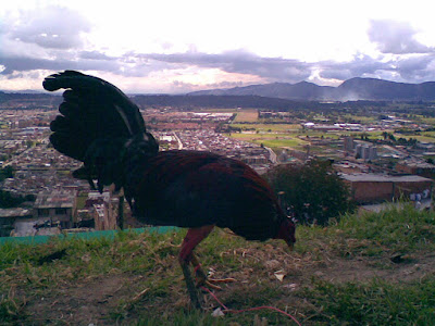 pollo en entrenamiento por los bosques colombianos