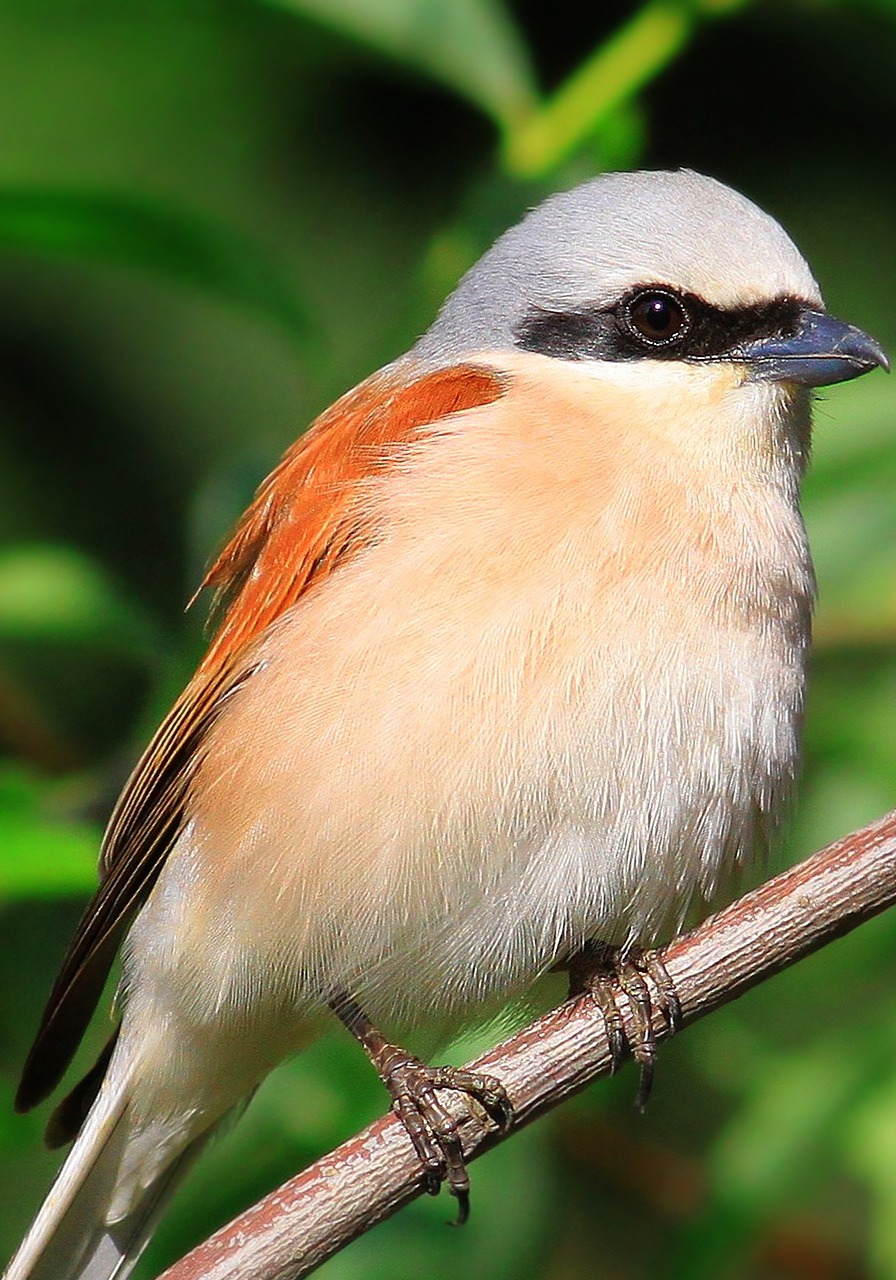 Picture of a red-backed shrike.