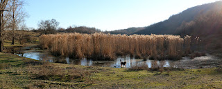 The reed pond glowing in the evening sun