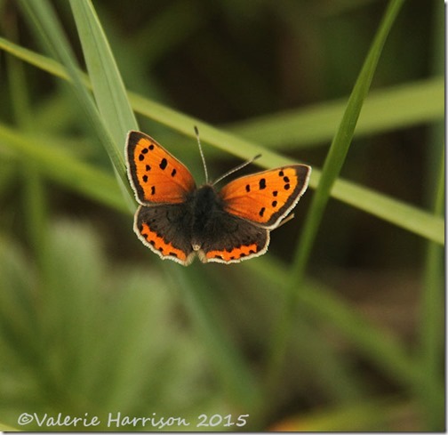 9-Small-Copper