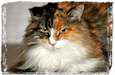 10. Norwegian Forest Cat