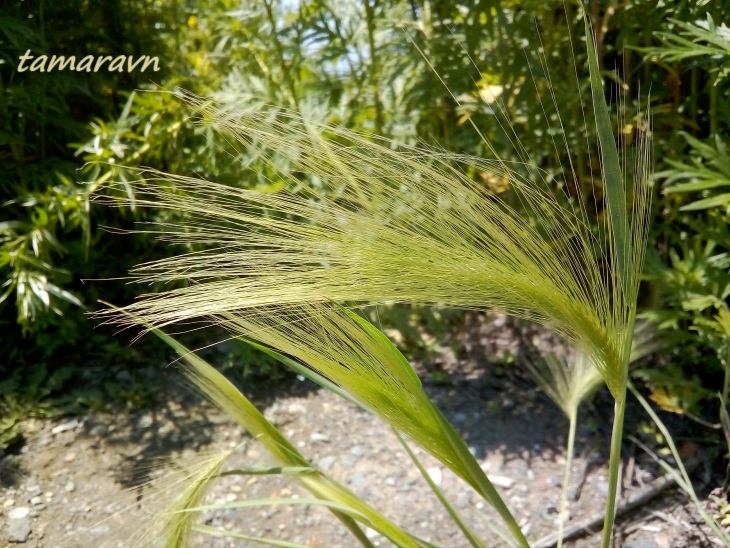 Ячмень гривастый (Hordeum jubatum)