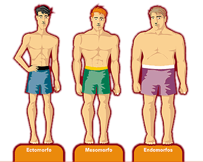 Tipo somático: Ectomorfo, endomorfo y mesomorfo