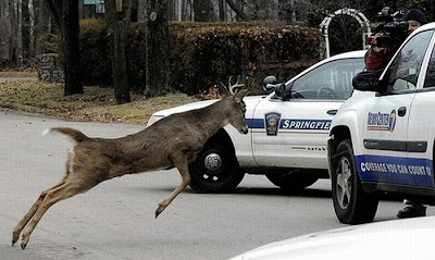 Animal Attacking Car Seen On www.coolpicturegallery.us