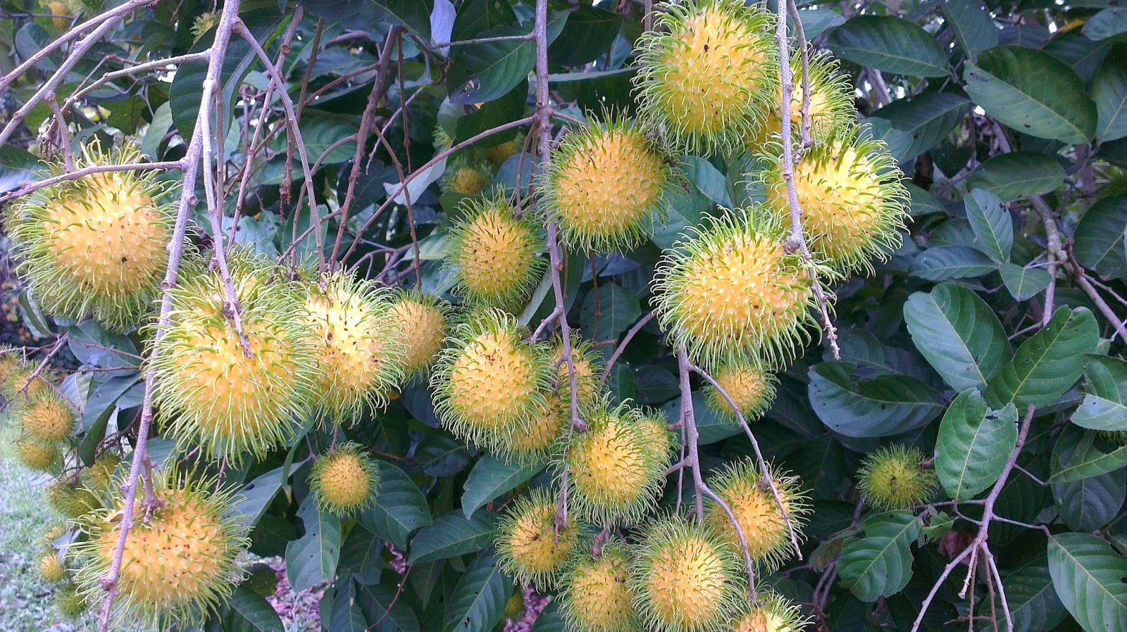 Buah Rambutan  dari Wikipedia Aku Buah Sehat