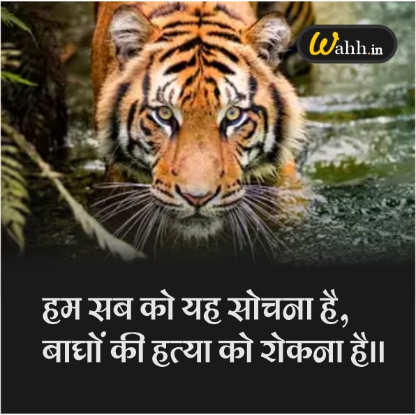 Save Tigers Slogans In Hindi