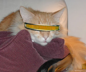 Funny cats - part 84 (40 pics + 10 gifs), cat with goggle