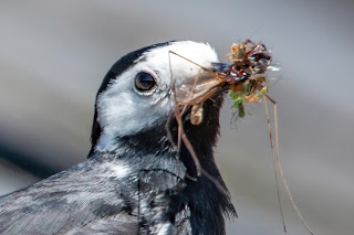 Pied Wagtail DFBridgeman