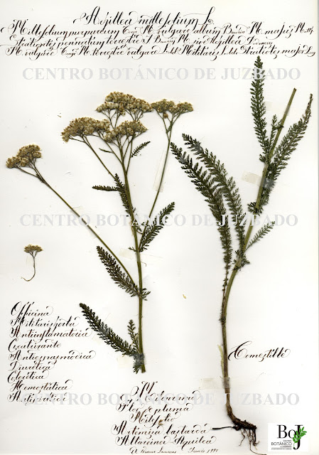 milenrama, Achillea Millefolium L., planta del mes, junio, 2023,