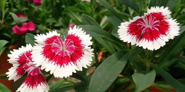 Cravina ou Dianthus chinensis