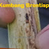 KELAPA -KUMBANG PUCUK KELAPA