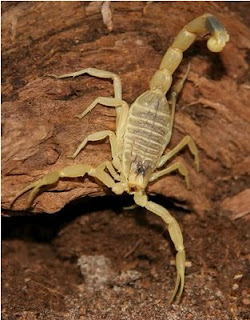 Death stalker scorpions, Leiurus quinquestriatus