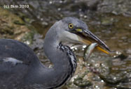 Heron with prey