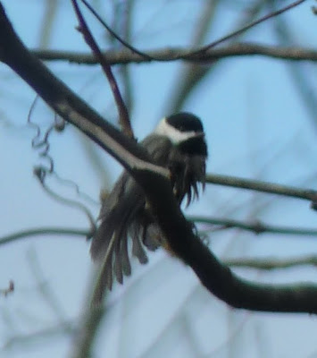 messy chickadee