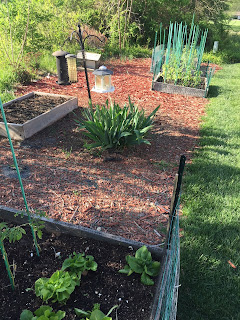 Lettuce and spinach in a raised bed square foot garden spring