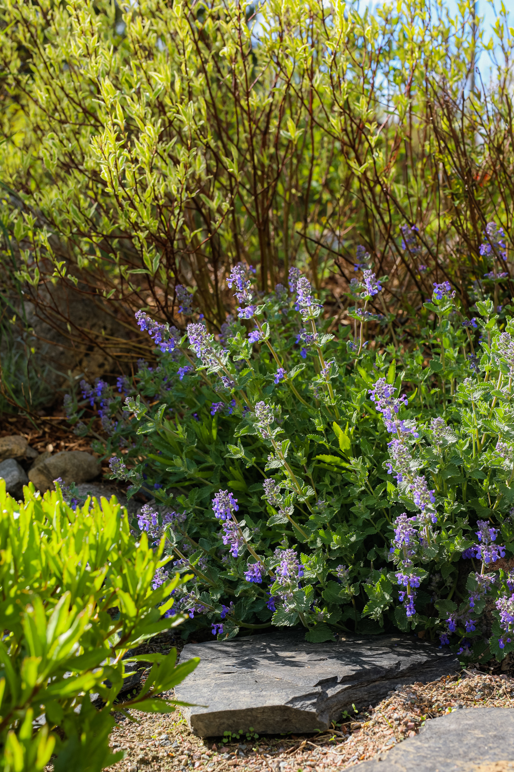 Nepeta-×-faassenii-100outdoor