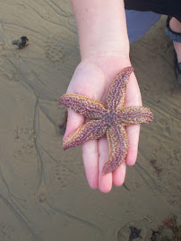 Seastar