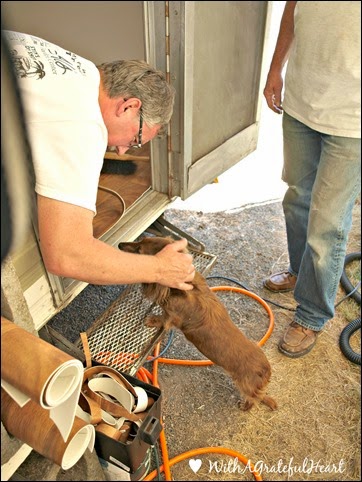 Daffodil - Joey Checks New Floor