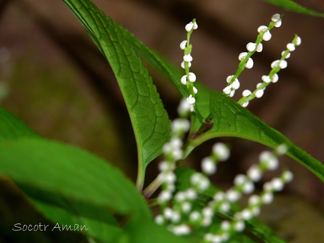 Chloranthus serratus