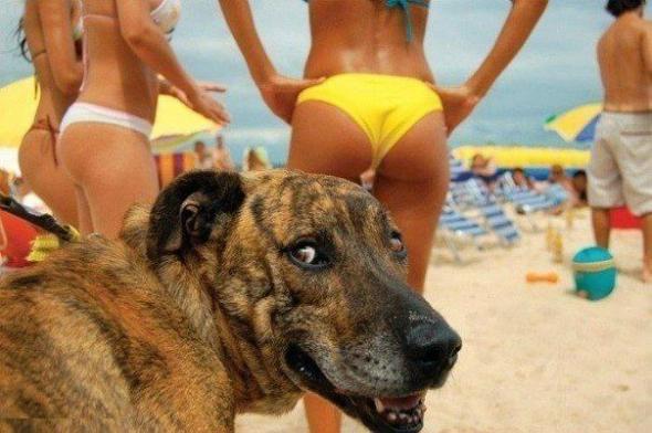 dog, girls, beach, pet, puppy, funny, photo, picture, humor, cute, 
