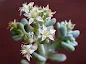 Sedum clavatum - Tiscalatengo Gorge Sedum care and culture