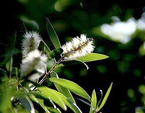 Unique, eucalyptus trees can produce gold