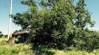 big tree downed by wind