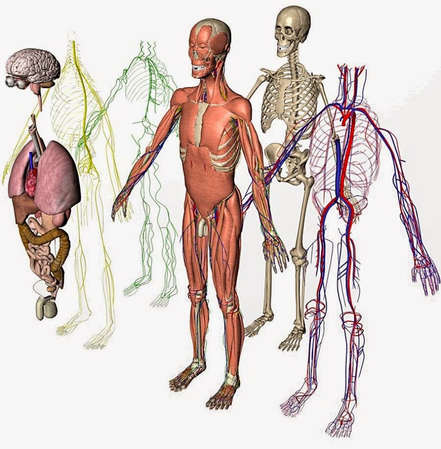 Diagram Human Body Broken Down Into Major Systems-1.bp.blogspot.com