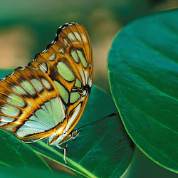 Butterfly Wallpapers, gambar kupu-kupu