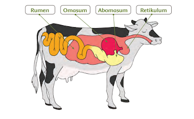Proses pencernaan pada hewan ruminansia