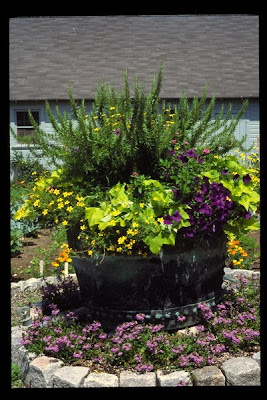 Whiskey Barrel Planters