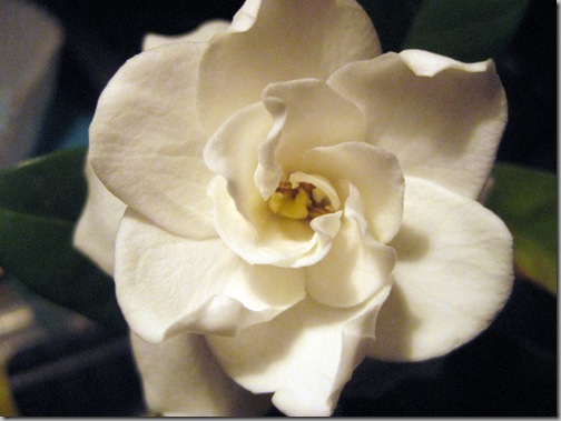 gardenia 004