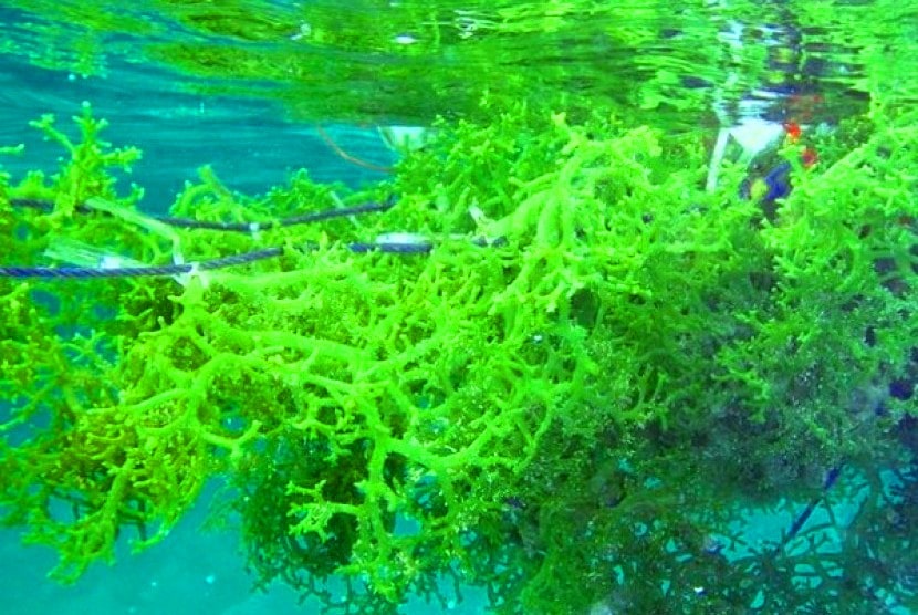 The General Illustration Of Seaweed