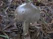 Edible Mushroom in hindi